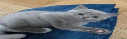 British Shorthair cats for sale: British short hair kitten for sale  - Advert 11