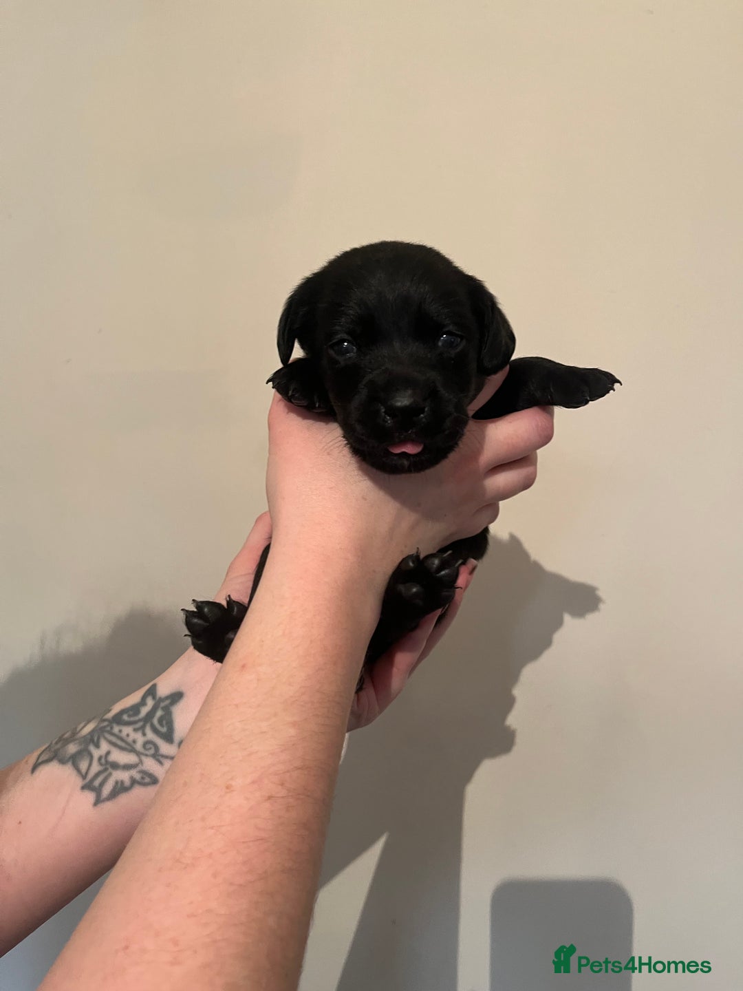 Labrador Retriever dogs for sale: Labrador Puppies - Advert 27