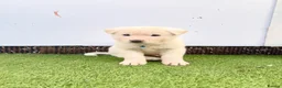 Akita dogs for sale: Akita puppy’s for sale in Birmingham - Advert 22