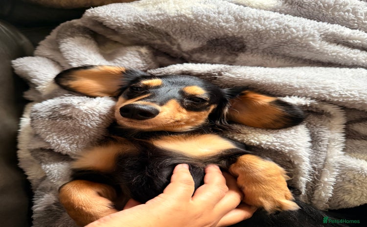 Miniature Dachshund dogs - Advert 12