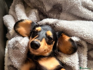 Miniature Dachshund dogs - Advert 5