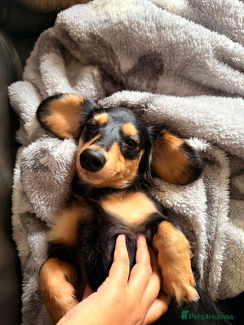 Miniature Dachshund dogs - Advert 10
