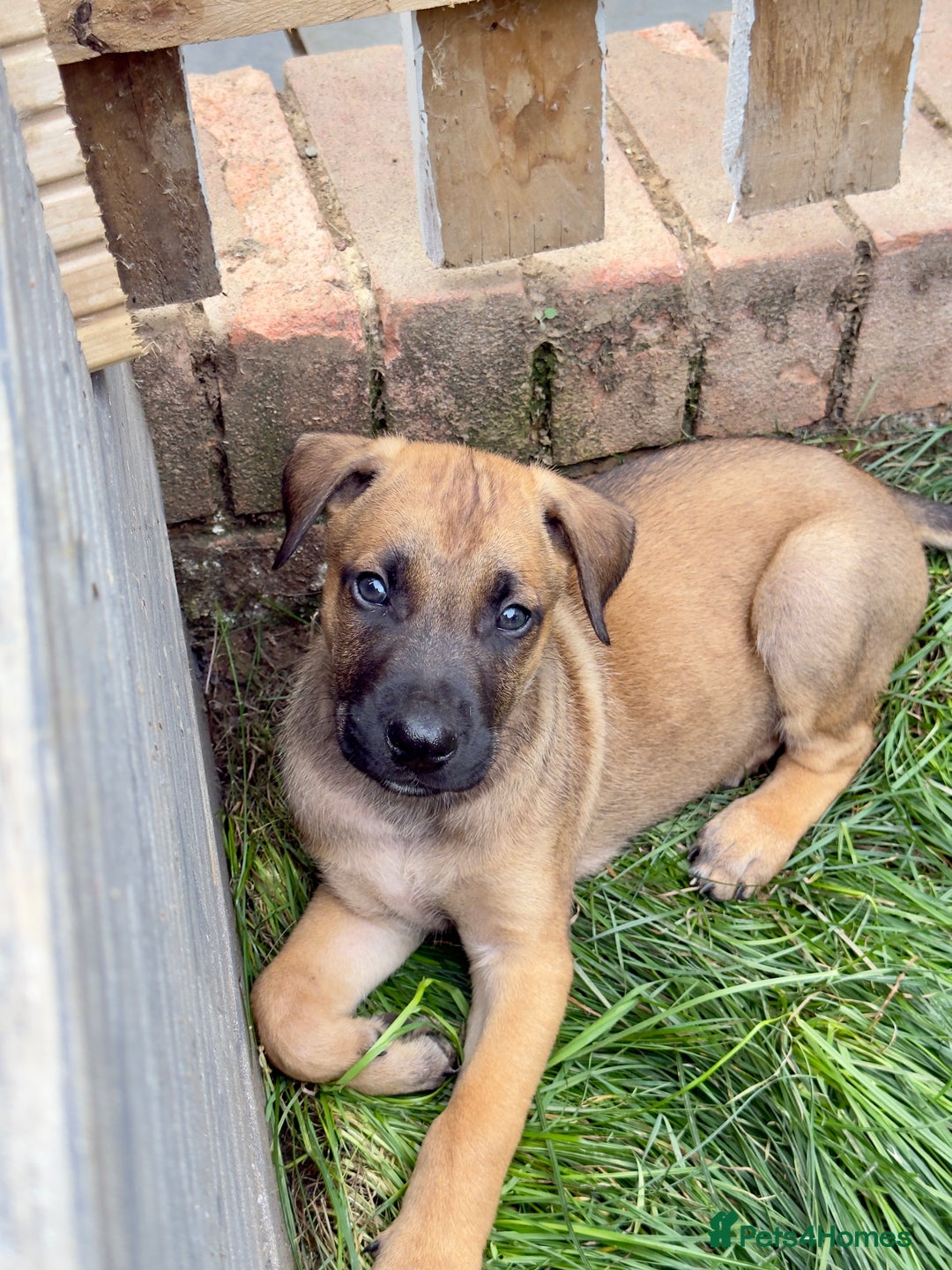 Belgian Shepherd Dog dogs for sale: Stunning Dutch Herder x Alano Español Pups  - Image 24