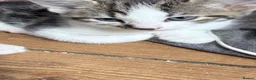 Mixed Breed cats for sale: Kittens for sale in Hinckley - Advert 8