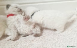 Ragdoll cats for sale: Pure ragdoll kitten for reservation now - Image 5