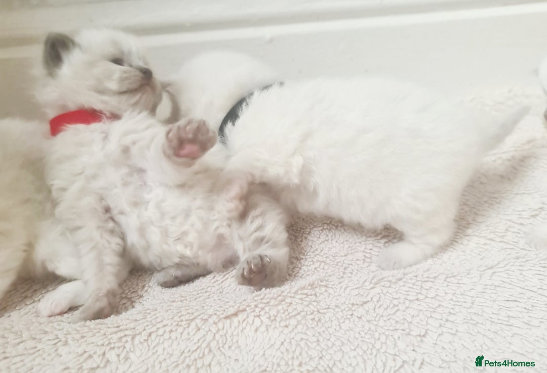 Ragdoll cats for sale: Pure ragdoll kitten for reservation now - Image 5