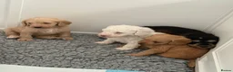 Australian Labradoodle dogs for sale: Update price and videos puppys ready 25/7 - Advert 21