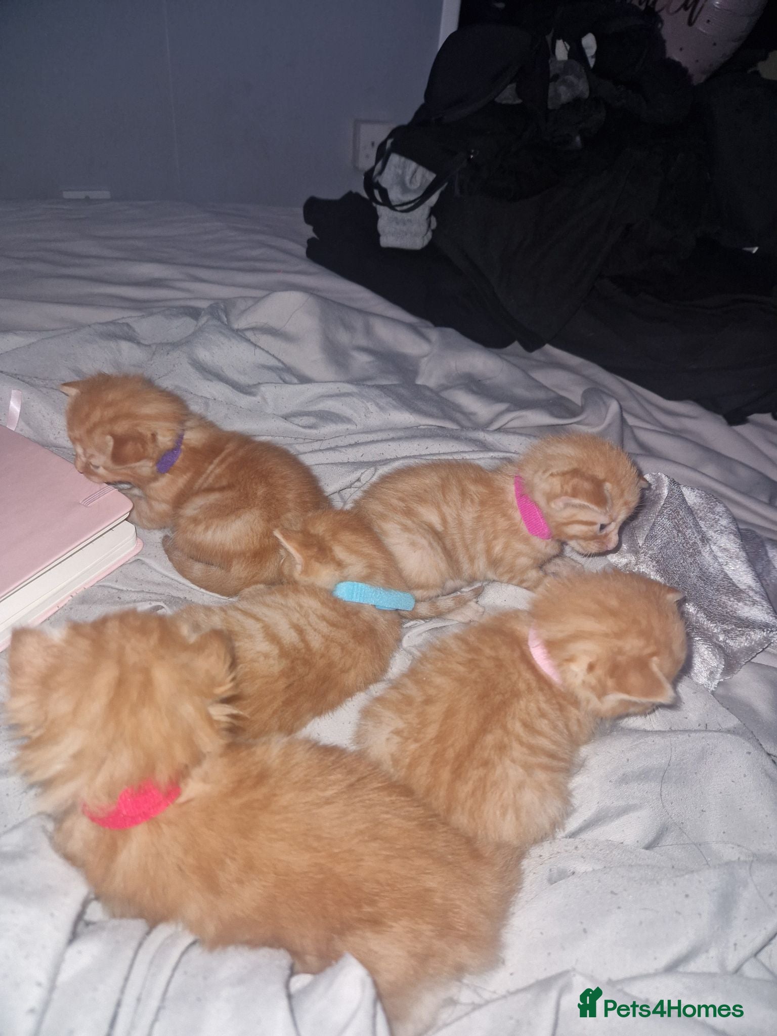 Mixed Breed cats  X5 Ginger kittens for sale - Advert 3