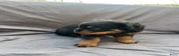 Rottweiler dogs for sale: Rottweiler pups - Advert 36