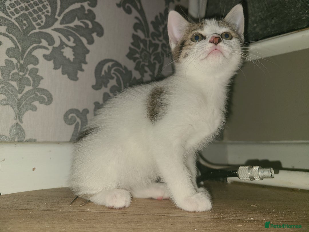 Mixed Breed cats for sale: 3 beautiful kittens - Advert 14