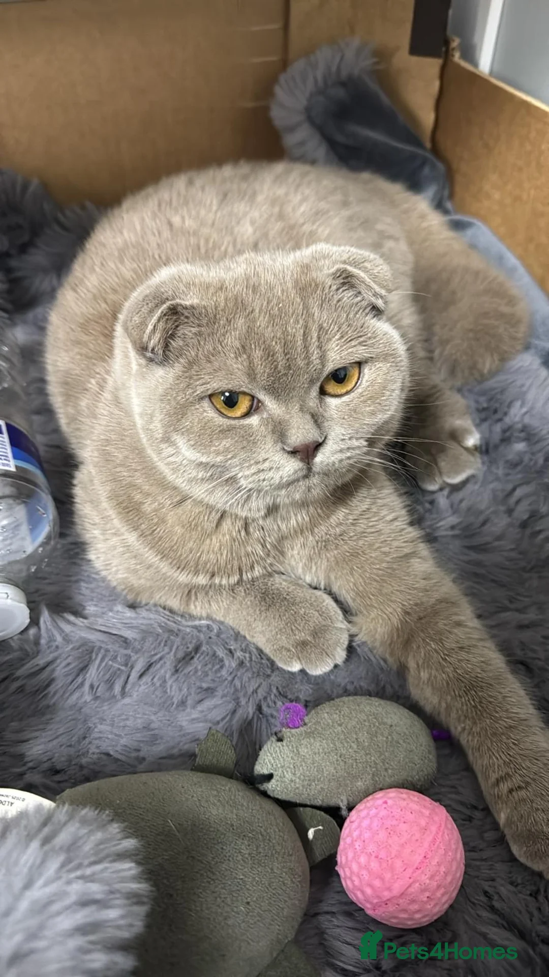 Scottish Fold cats for sale: Scottish Fold  - Advert 5