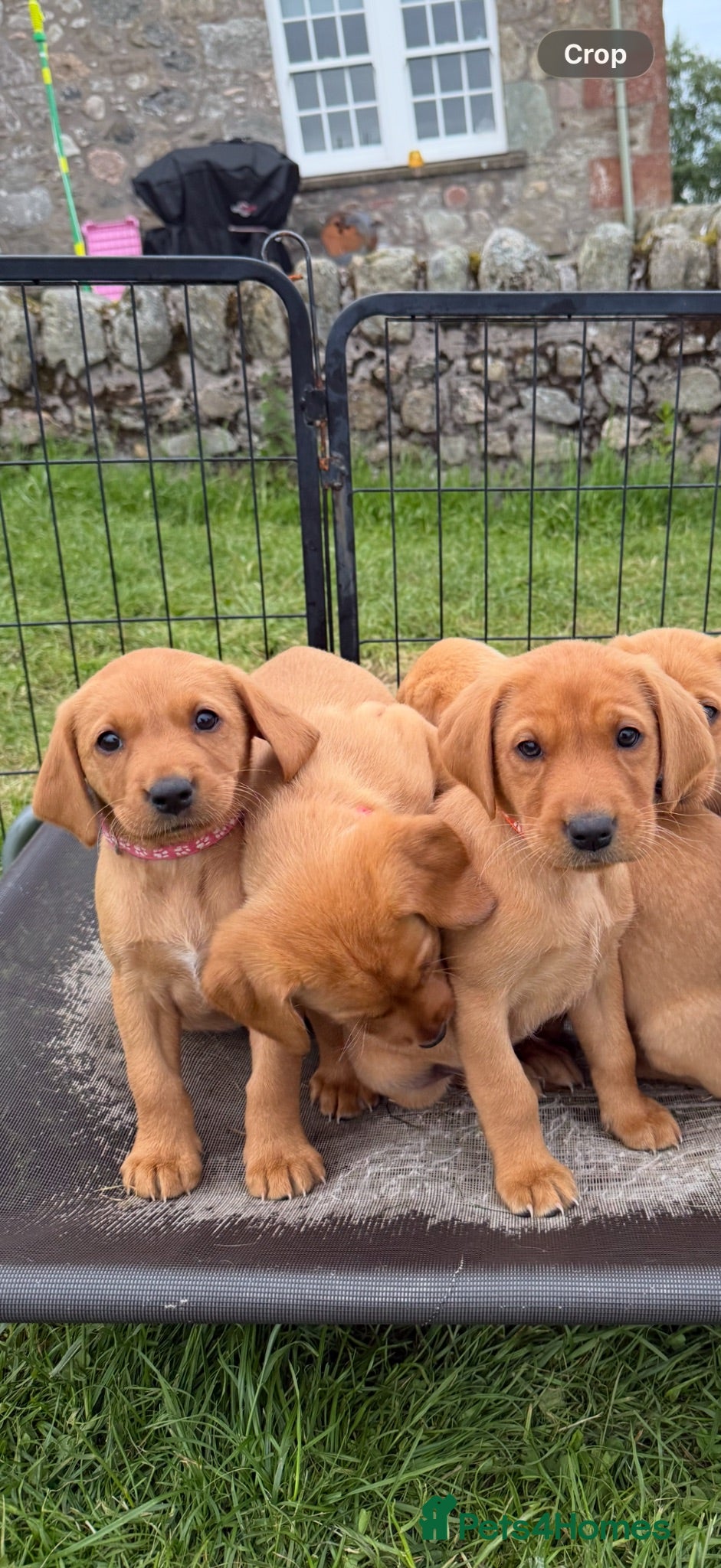 Labrador Retriever dogs Health Tested Labrador Puppies For Sale  - Advert 1