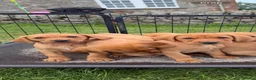 Labrador Retriever dogs for sale: *Ready Now* Labrador Puppies For Sale  - Advert 29