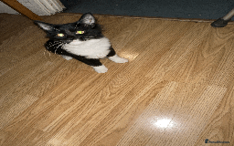 Domestic Shorthair cats for sale: Domestic Short hair kittens  - Advert 2