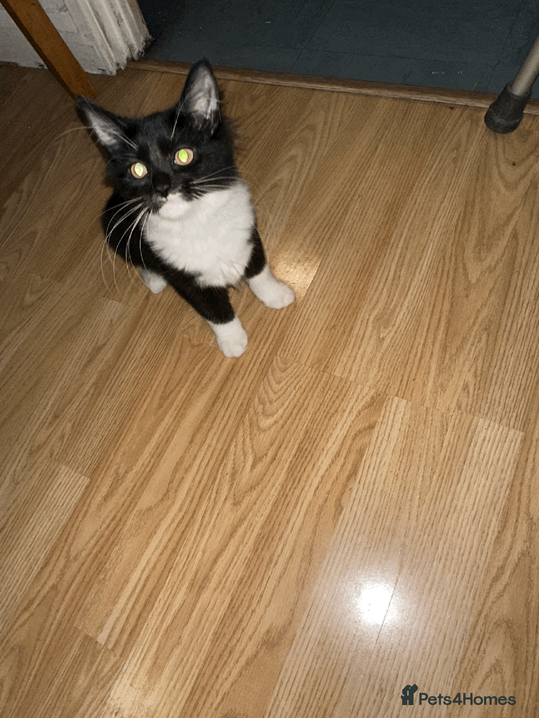 Domestic Shorthair cats for sale: Domestic Short hair kittens  - Advert 2
