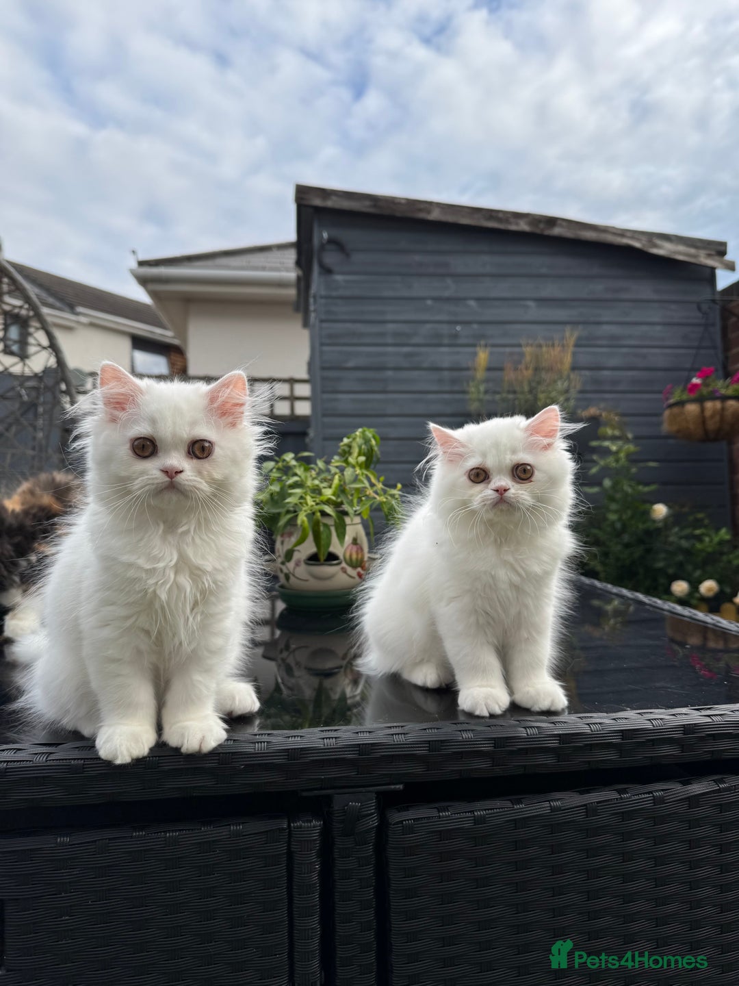 Persian cats for sale: 2 white Gorgeous Persian Boys - Image 30