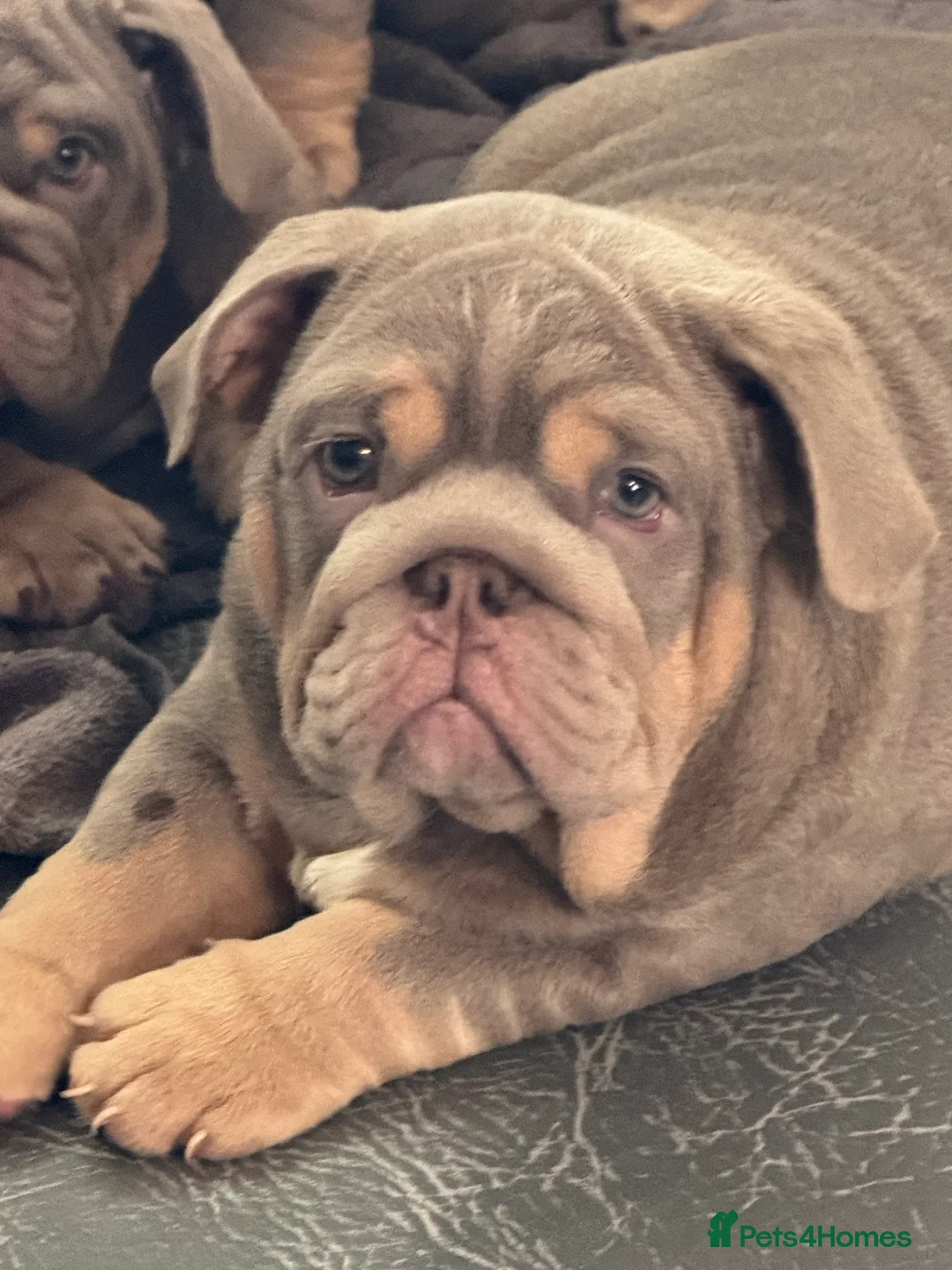 English Bulldog dogs for sale: Mrmatthew - Advert 2