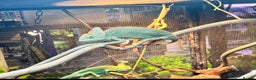 Chameleon reptiles for sale: Veiled chameleons - Advert 4