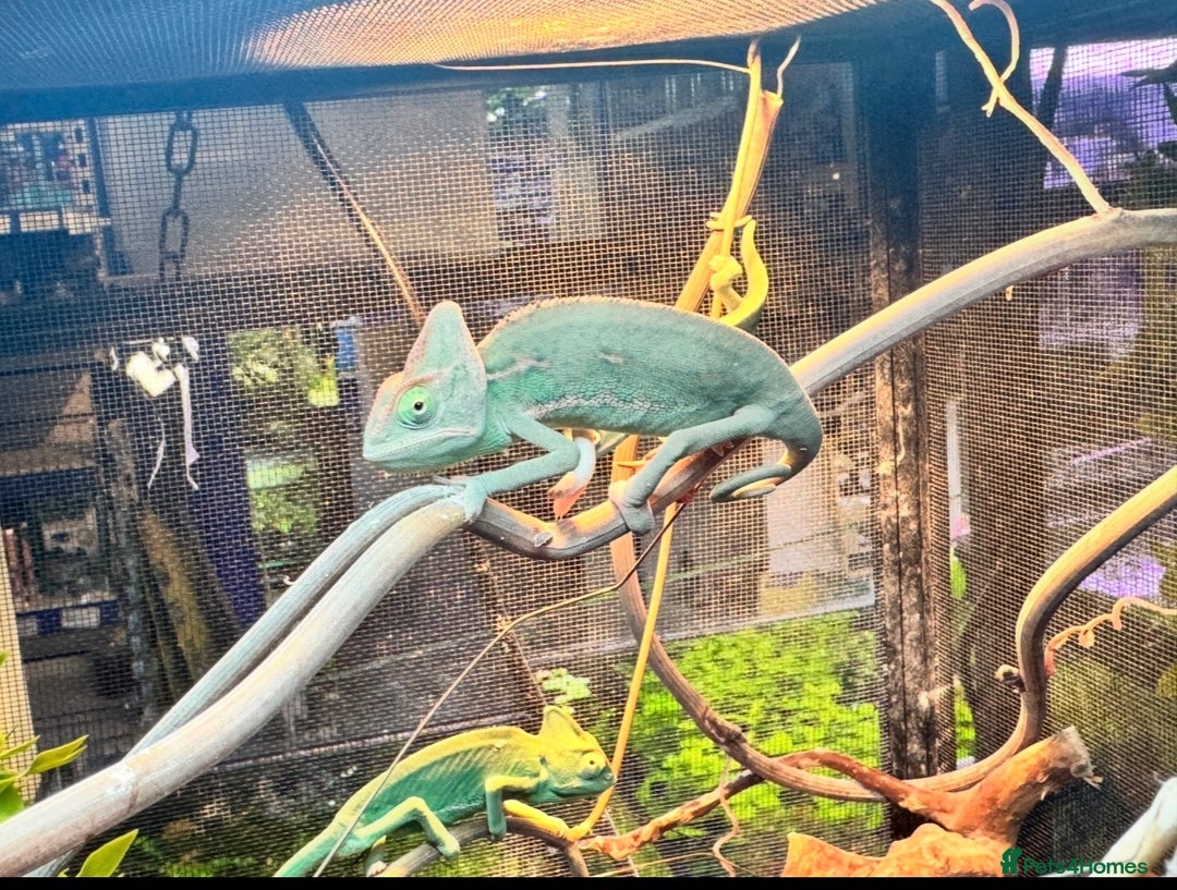 Chameleon reptiles for sale: Veiled chameleons - Advert 4