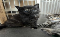 Mixed Breed cats for sale: Beautifull fluffy kittens  - Image 9