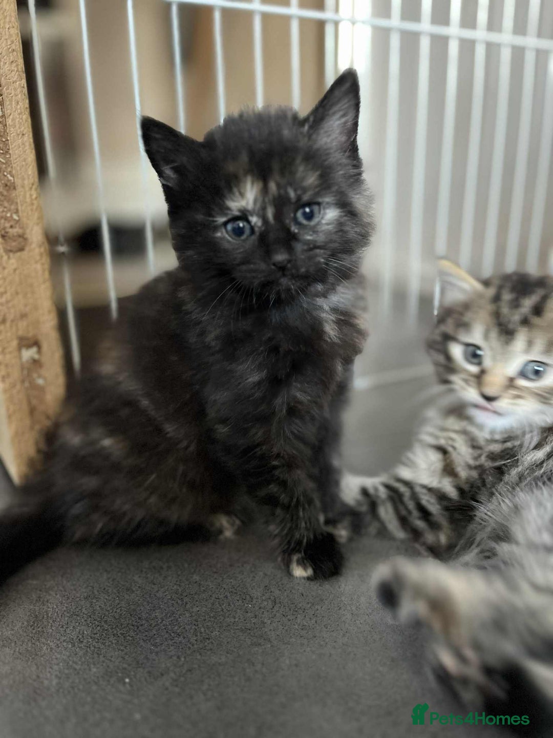 Mixed Breed cats for sale: Beautifull fluffy kittens  - Image 9