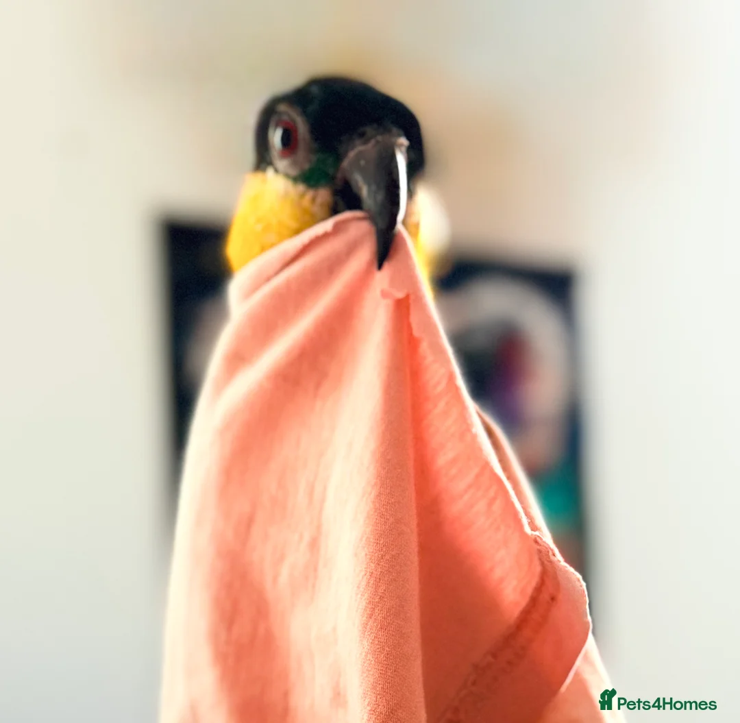 Parrots birds for sale: Mojo 4 year old Tame male Black Capp carique  - Advert 3