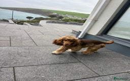 Cockapoo dogs for stud: Cockapoo for stud  - Image 3