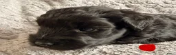Miniature Schnauzer dogs for sale: Chunky, stunning litter of miniature schnauzers  - Advert 9