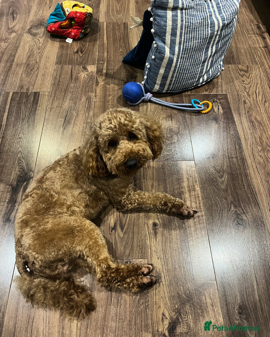 Cavapoo dogs for sale: F1 RED CAVAPOOS LICENSED KC HEALTH TESTED PARENTS  - Image 20