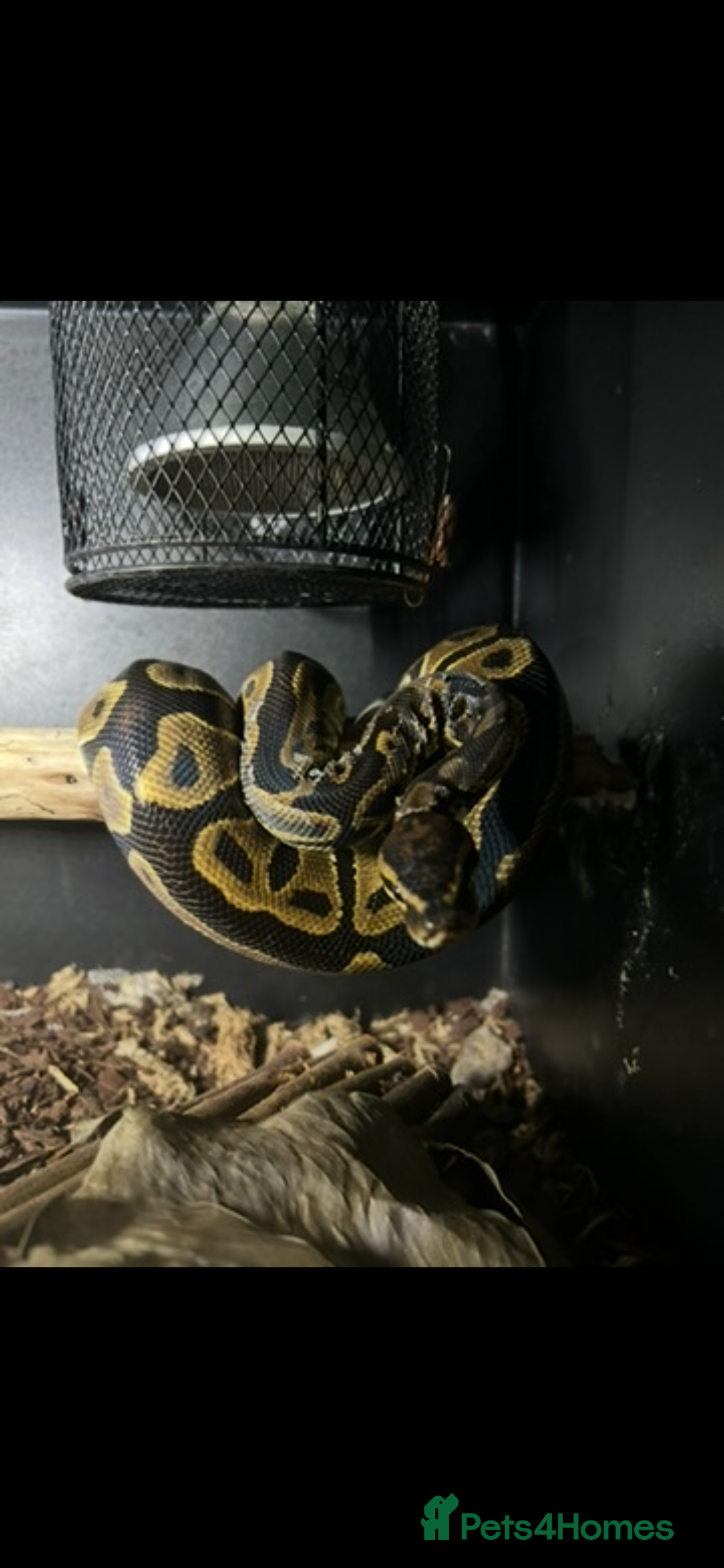 Python Snake reptiles for sale: Leopard python for sale, collection only - Advert 4