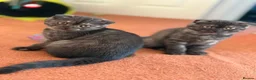 Scottish Fold cats for sale:  3 Full Pedigree Fold Girls        - Advert 18