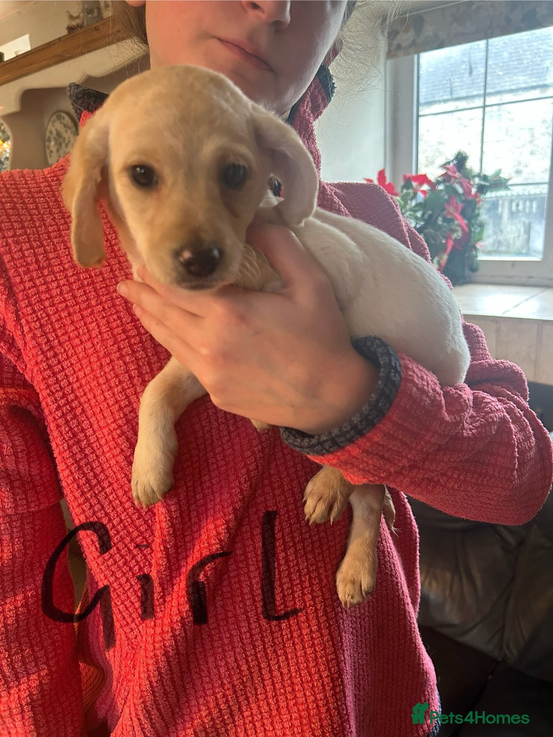 Mixed Breed dogs for sale: Cavapoo Puppies - Advert 15