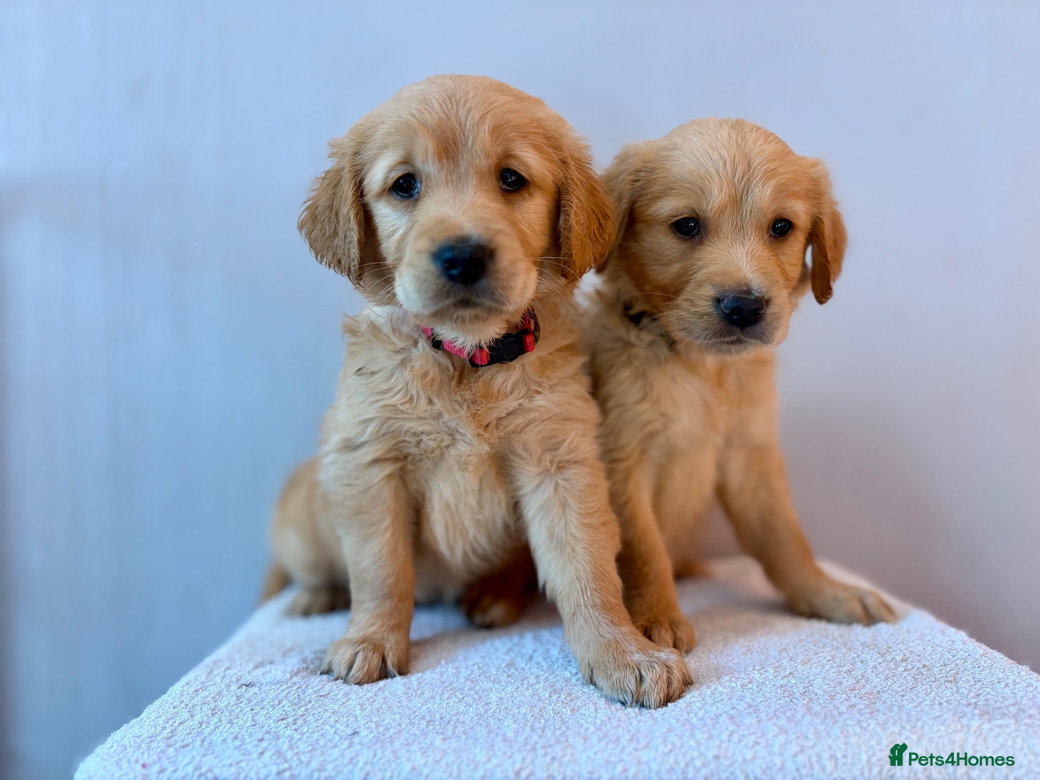 Golden Retriever dogs Fox Red, KC,  Extensively Health Tested Pups - Advert 1