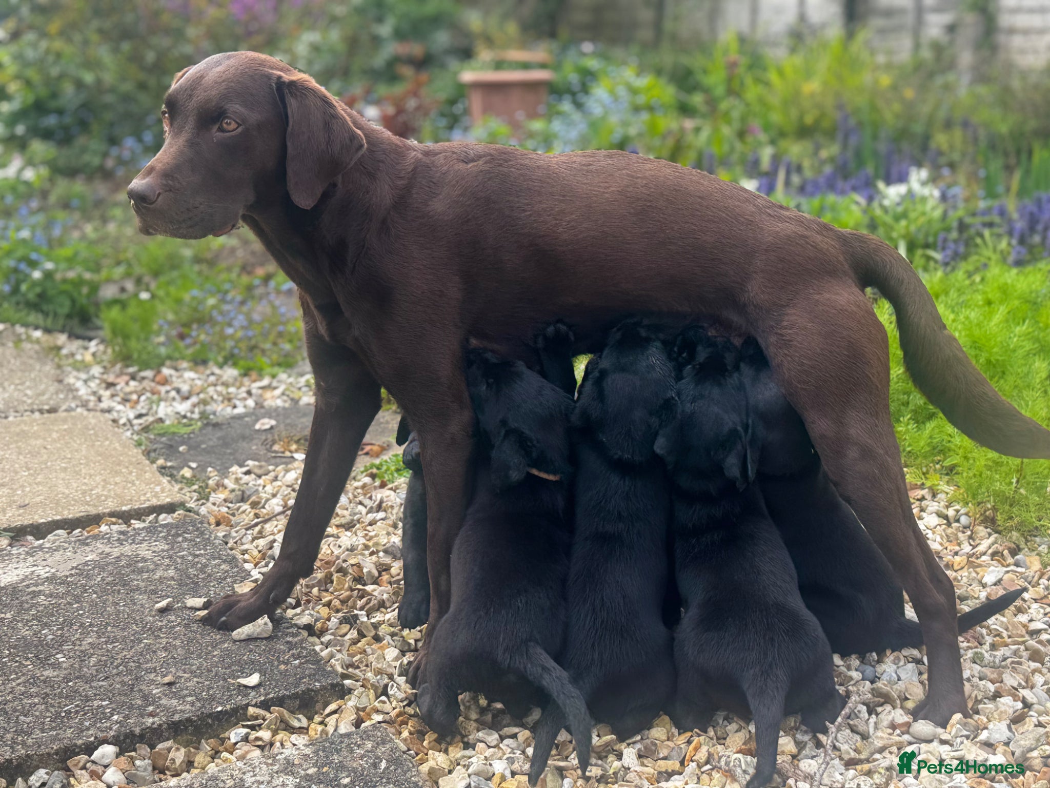 Labrador Retriever dogs KC Black working labradors new forest  - Advert 12