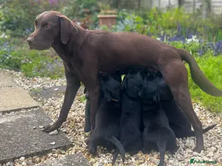 Labrador Retriever dogs KC Black working labradors new forest - Advert 1