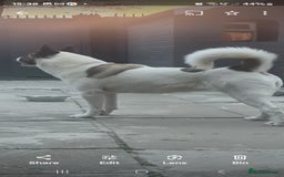 Akita dogs for sale: Akita for sale. - Image 3