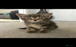 Mixed Breed cats for sale: REDUCED & READY NOW BSH x Tabby kittens  - Image 9