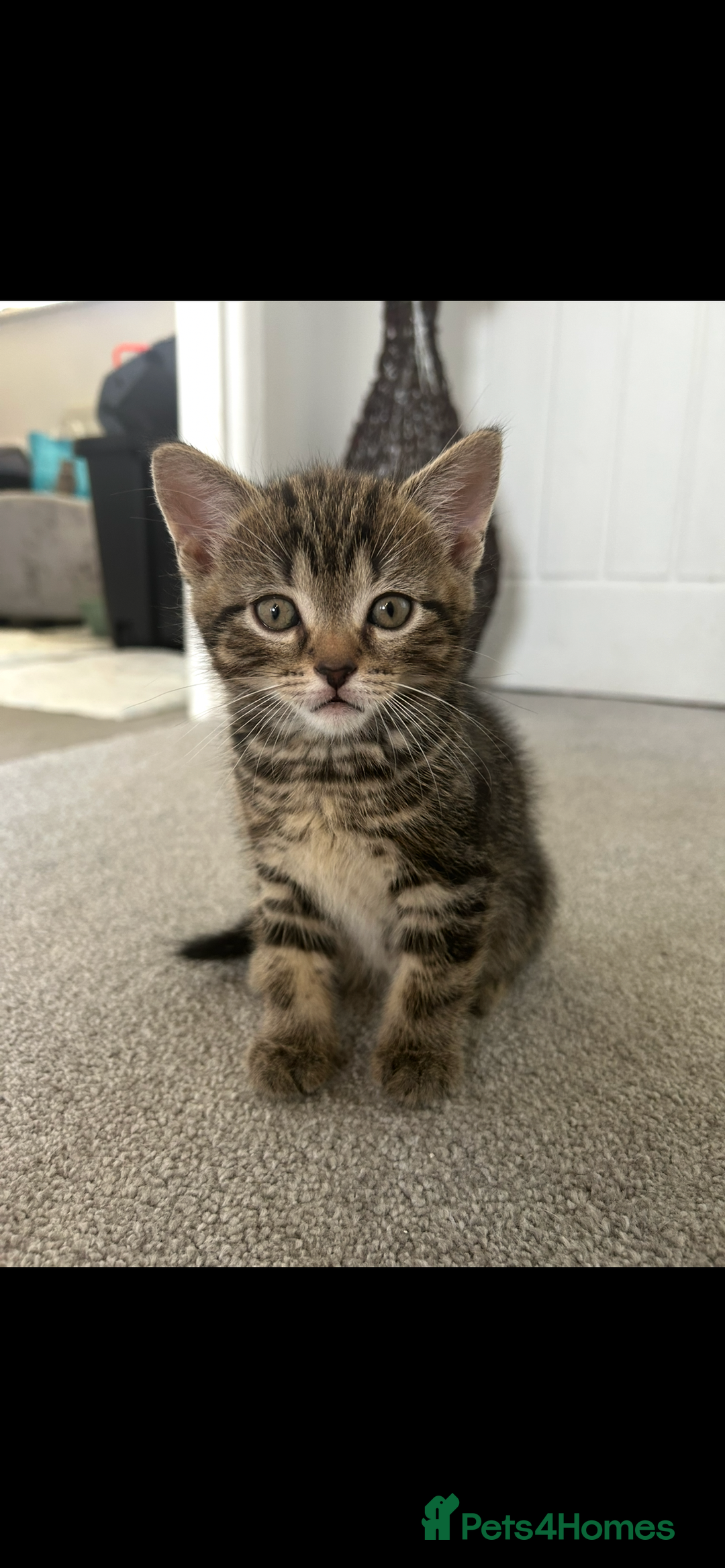 Mixed Breed cats for sale: REDUCED & READY NOW BSH x Tabby kittens  - Image 9