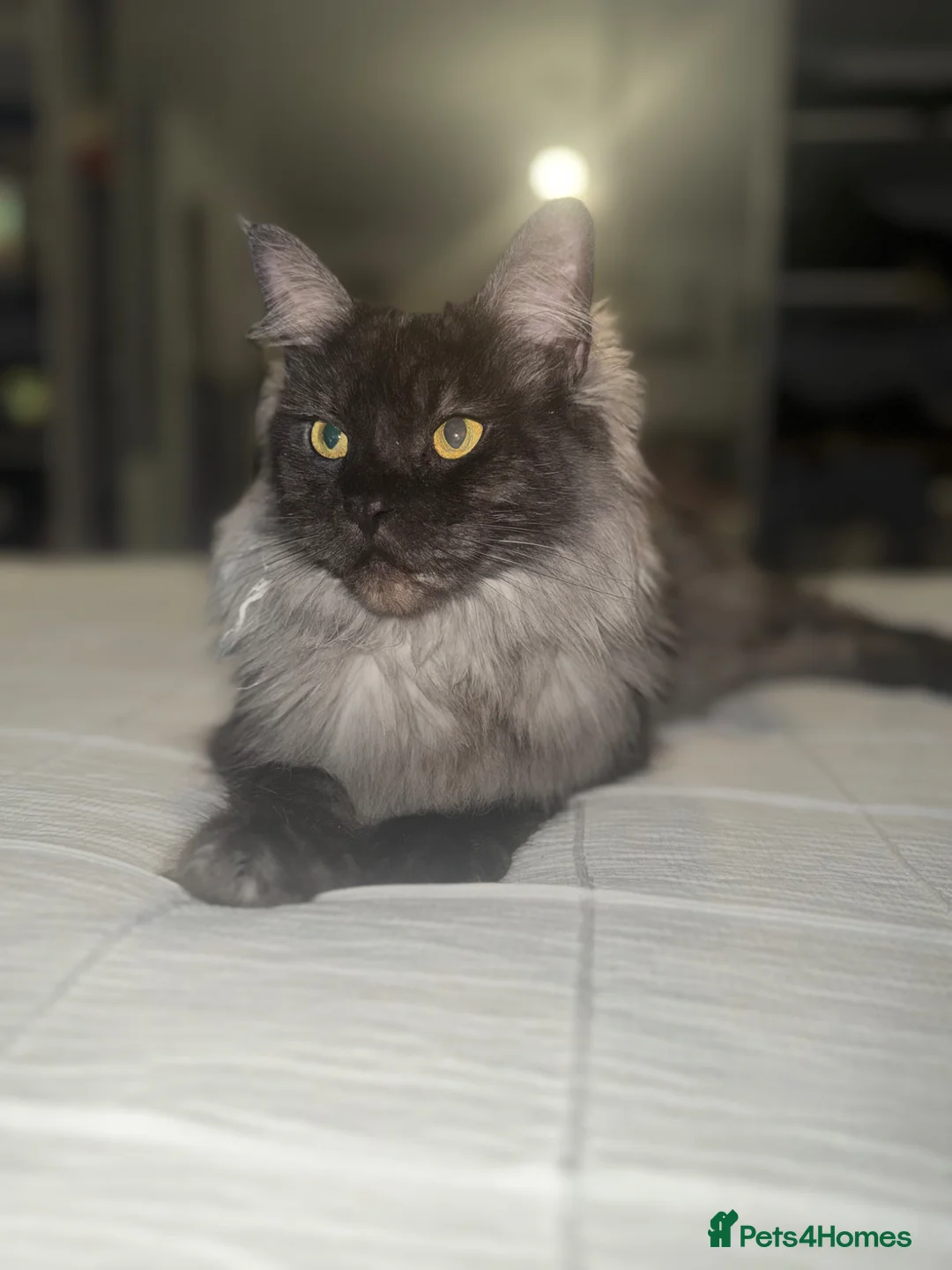 Maine Coon cats for sale: 9 Beautiful Maine Coon Kittens CHAMPION BLOOD LINE - Advert 24