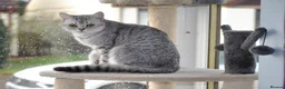 British Shorthair cats for sale: Beautiful British Shorthair female kitten - Advert 5