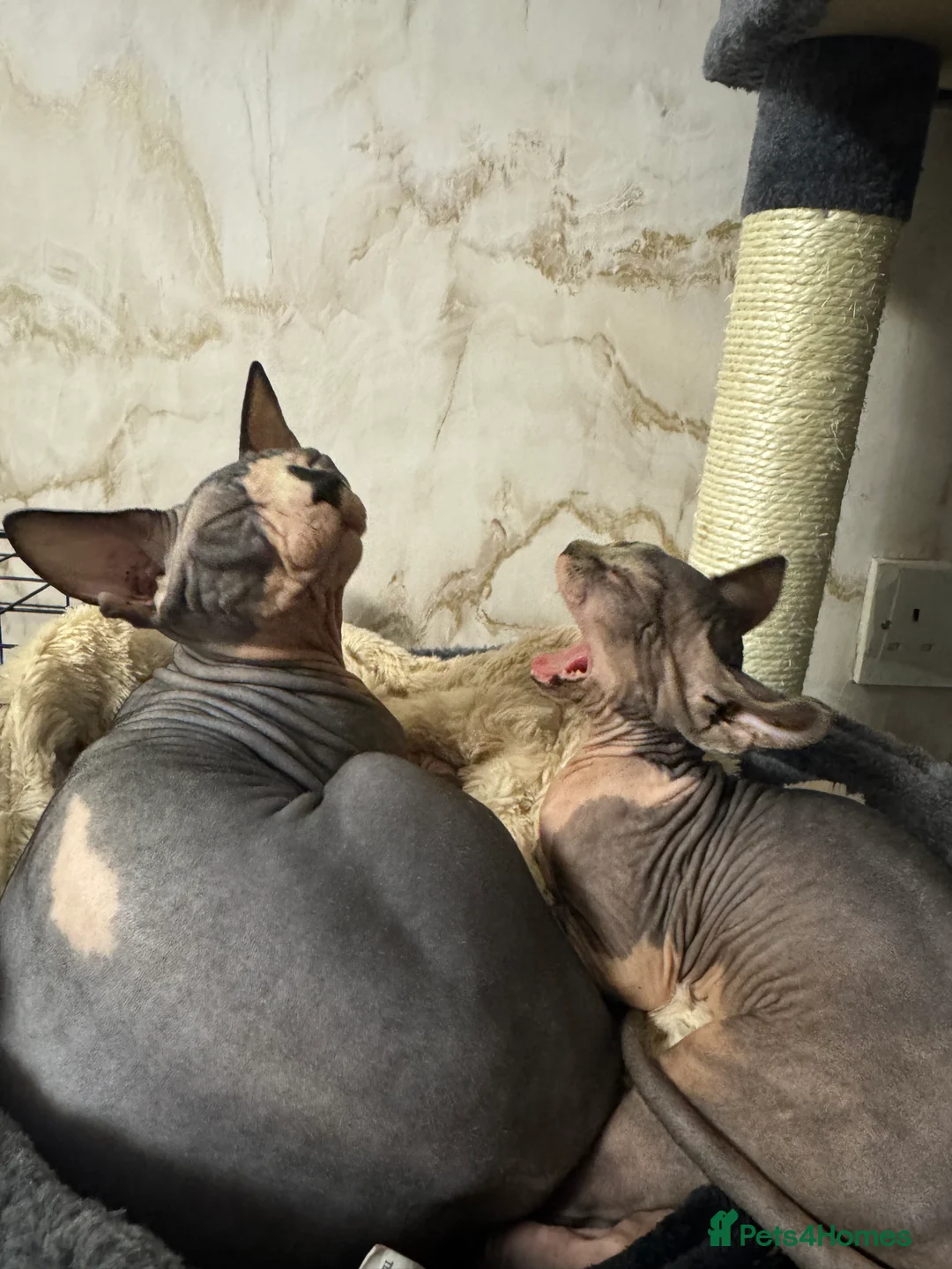 Sphynx cats for sale: Kitten girl 4 months  and 6 month boy  - Advert 7