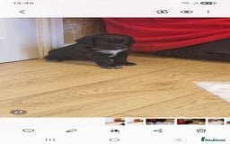 Sprocker dogs for sale: Beautiful sprocker pups - Image 3