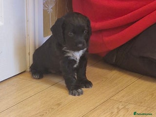 Sprocker dogs Beautiful sprocker pups - Advert 2