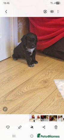 Sprocker dogs Beautiful sprocker pups - Advert 4