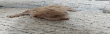 Dachshund Puppy 1