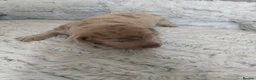 Dachshund dogs for sale: Bella - Advert 7