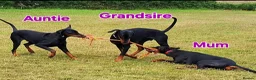 Dobermann dogs for sale: Fantastic KC Dobermann Puppies  - Advert 26