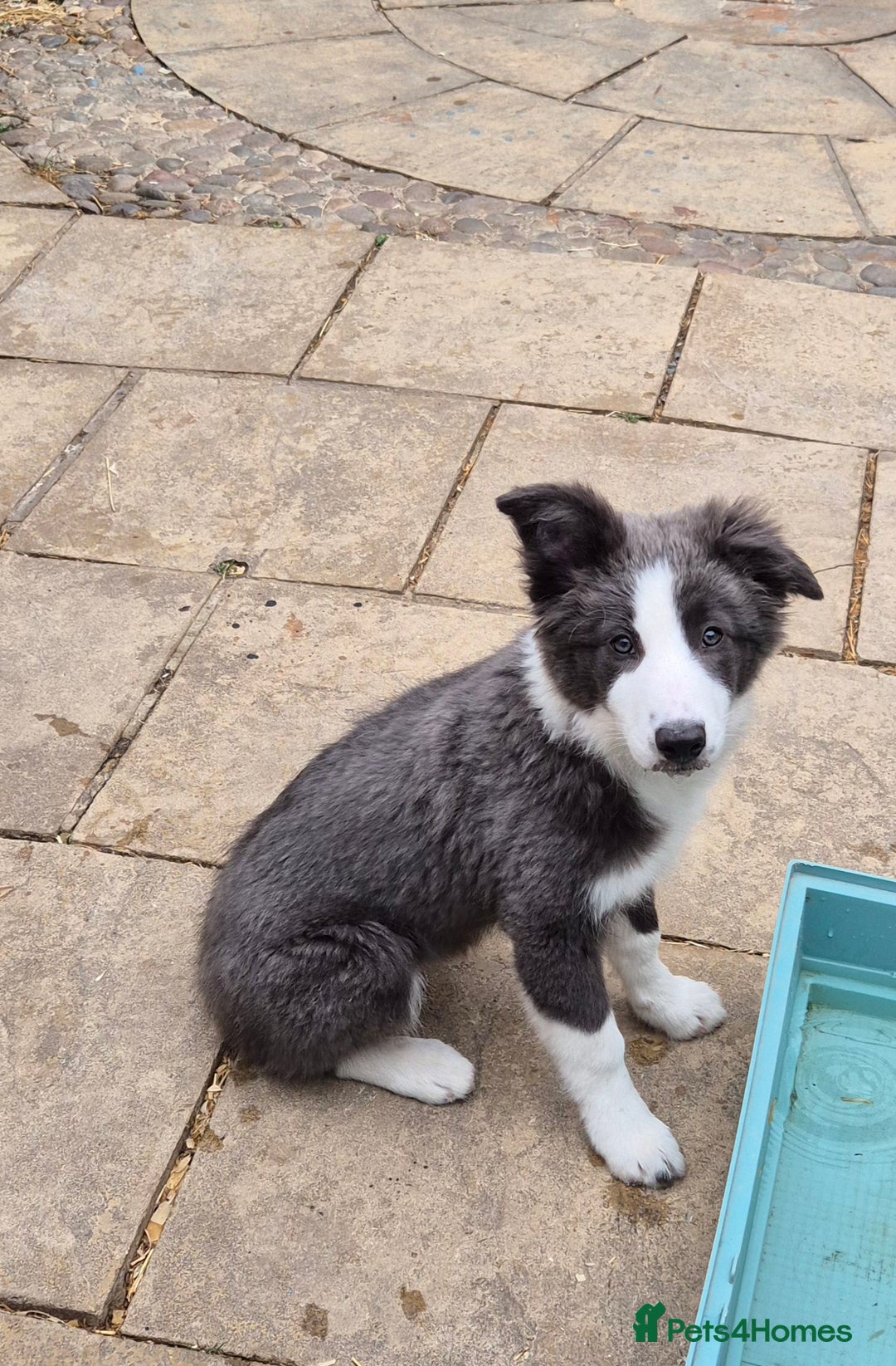 Border Collie dogs for sale: Stunning KC registered blue and white bitch  - Image 4