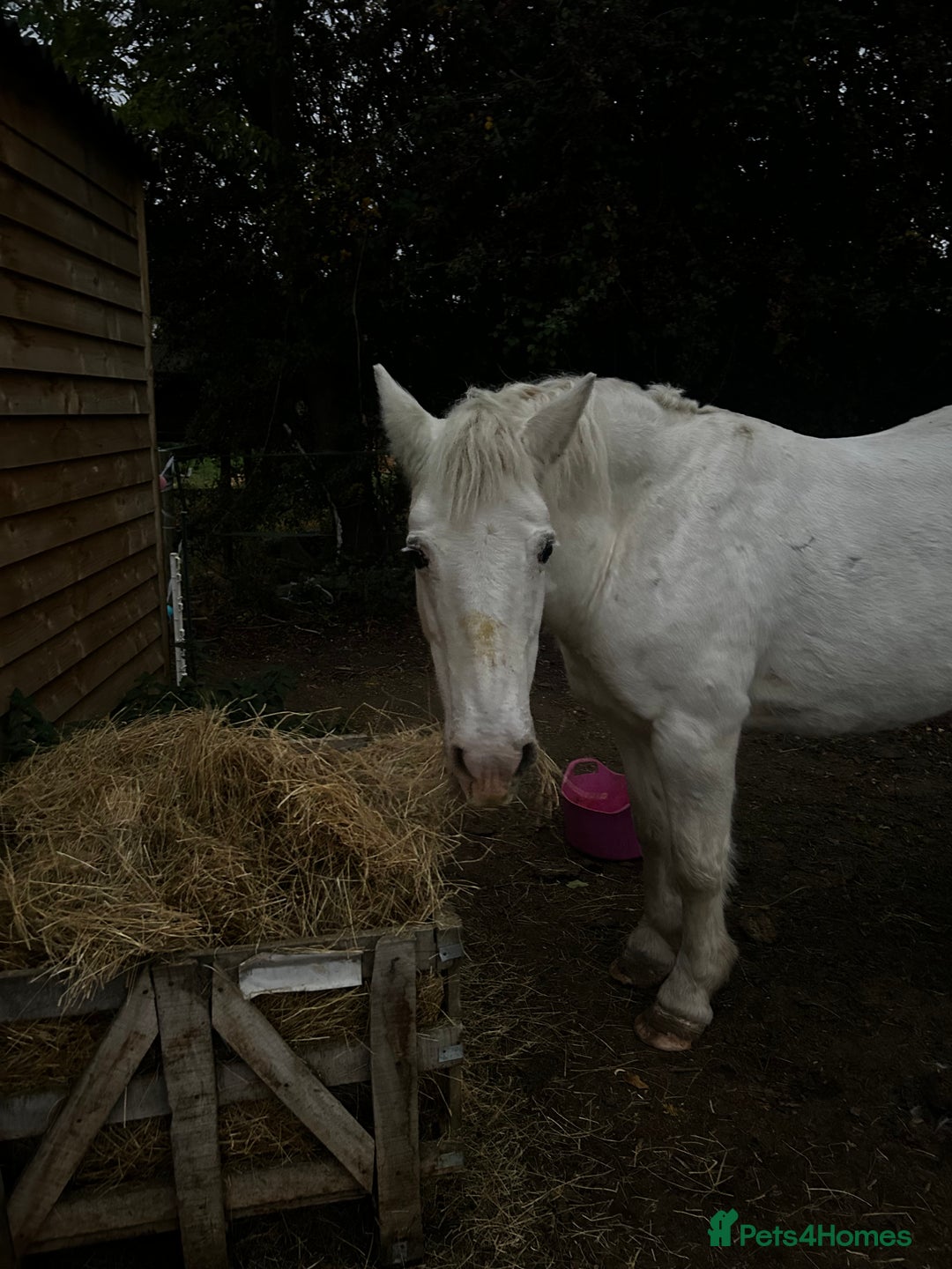 Irish Cob horses for sale: 14.1hh riding mare - Advert 6