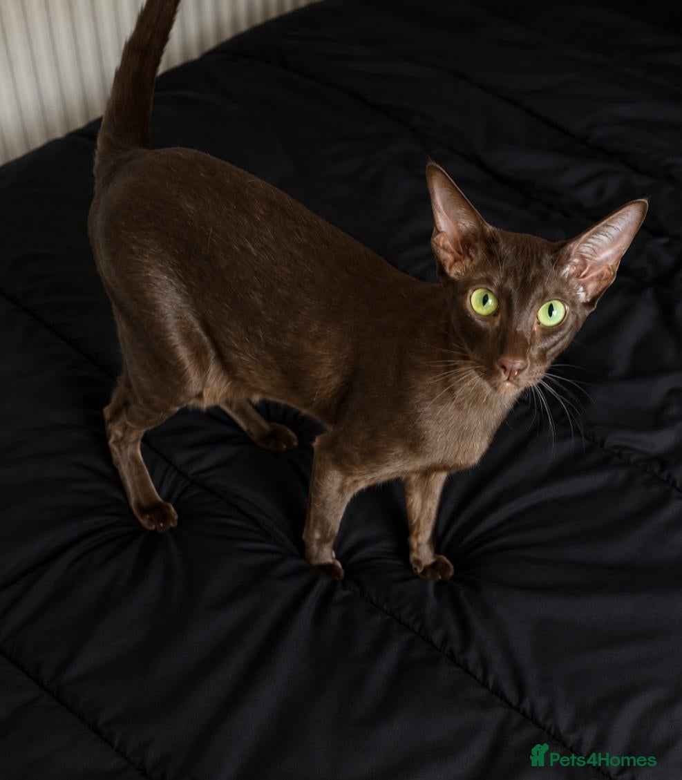 Oriental cats for sale: Chocolate Oriental (Havana Brown) - Advert 4